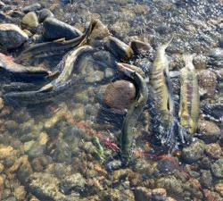 寒河江鮭有効利用調査2日目