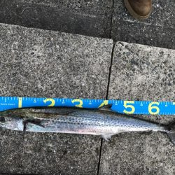 サワラ、ハマチ、タチウオ!