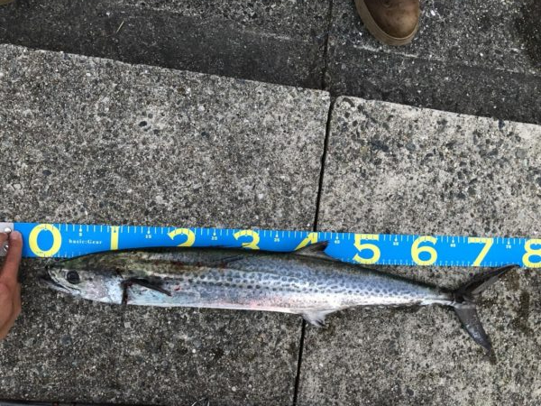 サワラ、ハマチ、タチウオ!