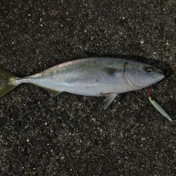 和田坊しか行けなくて