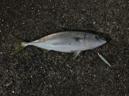 和田坊しか行けなくて