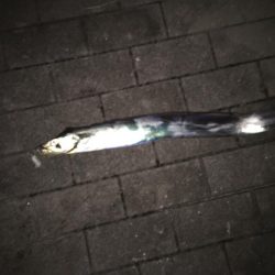 釣れたらデカイ