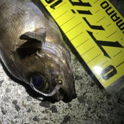 アジングのはずが