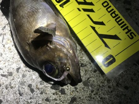 アジングのはずが