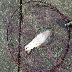 ヤエンで秋アオリイカまずまず♪