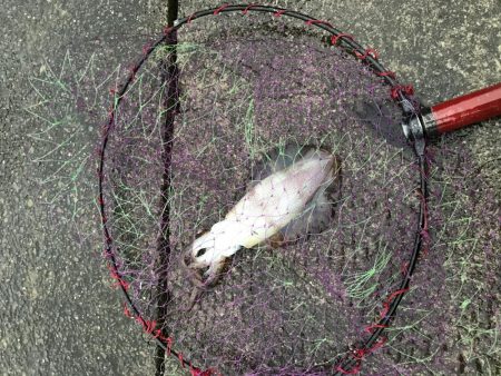 ヤエンで秋アオリイカまずまず♪