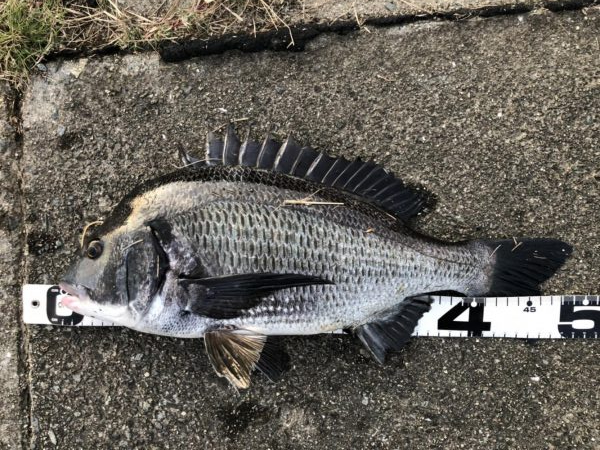 イチノ兄弟、釣果!