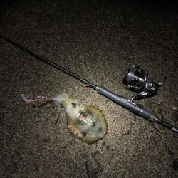 ナイトエギング