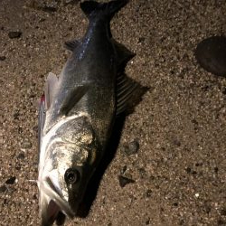 ナイトシーバス