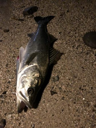 ナイトシーバス