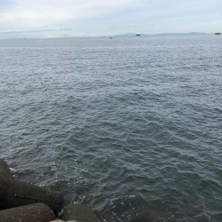 ショアジギング 渋ーい