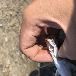 ぶっ込み釣りで