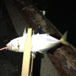 台風後のアジング