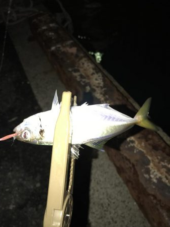 台風後のアジング