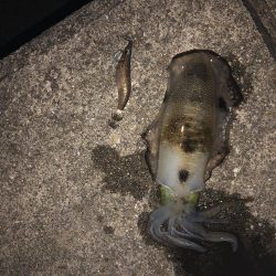 台風後のエギング