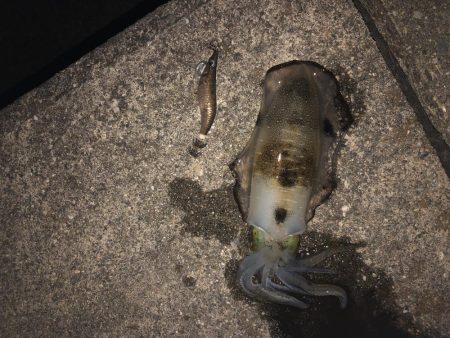 台風後のエギング