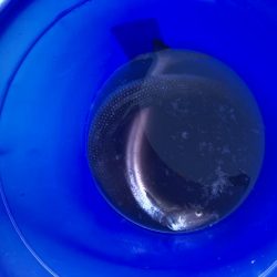 青物バラしまくった泣