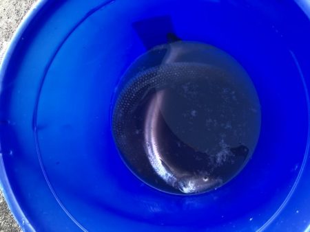 青物バラしまくった泣