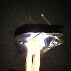 今シーズンの初サゴシ！