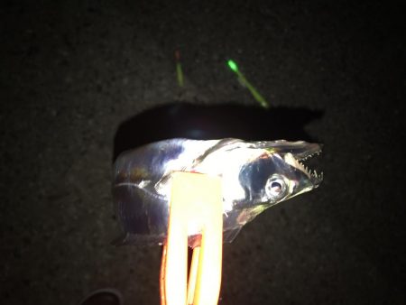 今シーズンの初サゴシ！