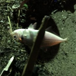 雨上がりのアジング