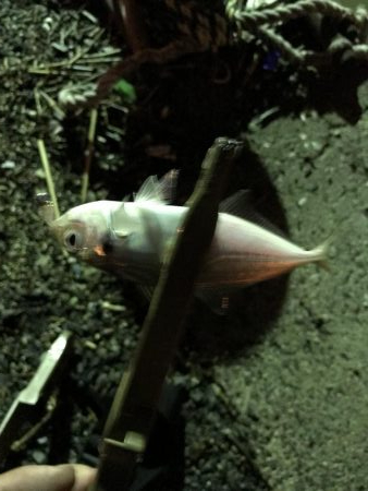 雨上がりのアジング