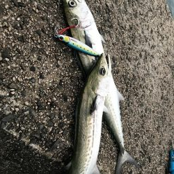 サゴシは安定の爆釣