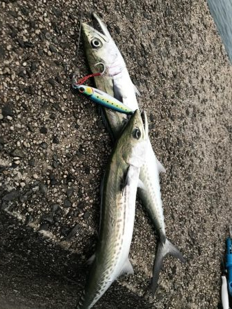 サゴシは安定の爆釣