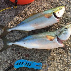 夕まずめハマチ