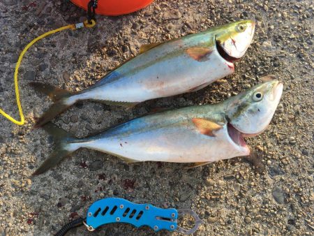 夕まずめハマチ