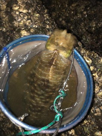 ショアジギング