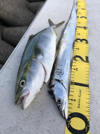 青物&太刀魚