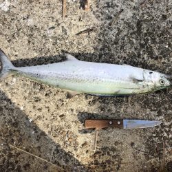 昼間でもサワラ ！