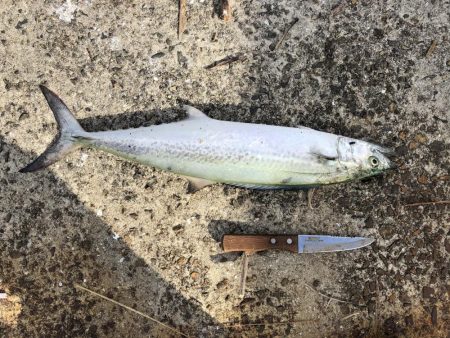 昼間でもサワラ ！