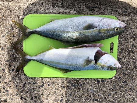 ショアジギング