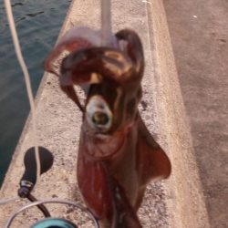 エギングin牛深