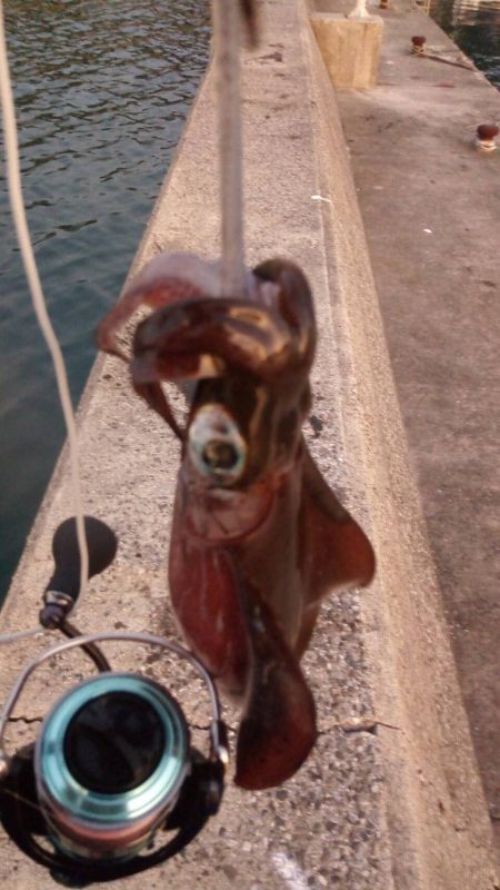 エギングin牛深