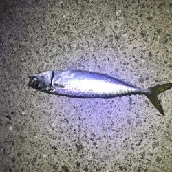 夕まずめねらい