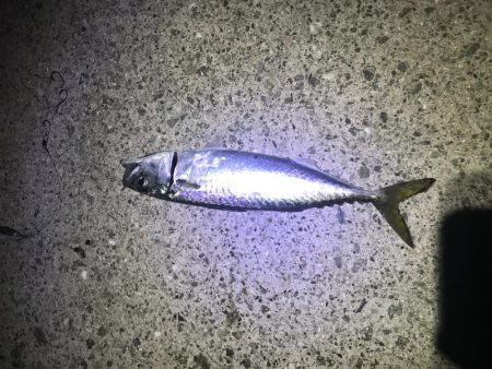 夕まずめねらい