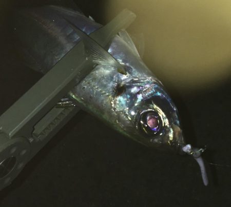 アジング…積んでてよかった