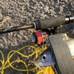 初場所アジング