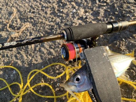 初場所アジング