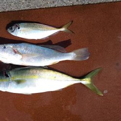 ハマチかと思ったら！？