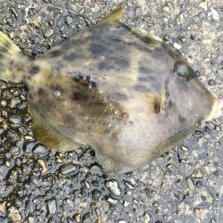 チュゲェーファイト!!