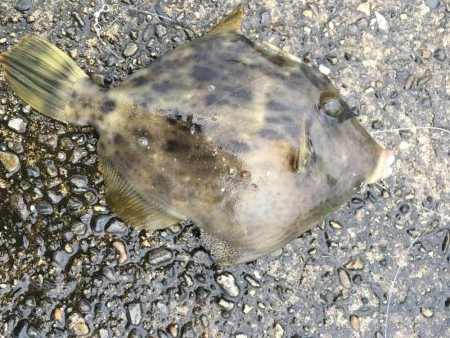 チュゲェーファイト!!