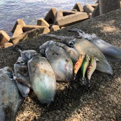 エギング晴天釣行