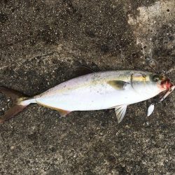 まずまずの釣果