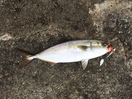 まずまずの釣果