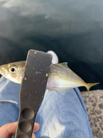 アジングとちょいメバリング