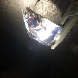 タチウオ釣行！